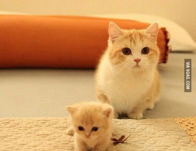 can goinbeens cook at home