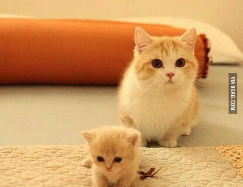 can goinbeens cook at home