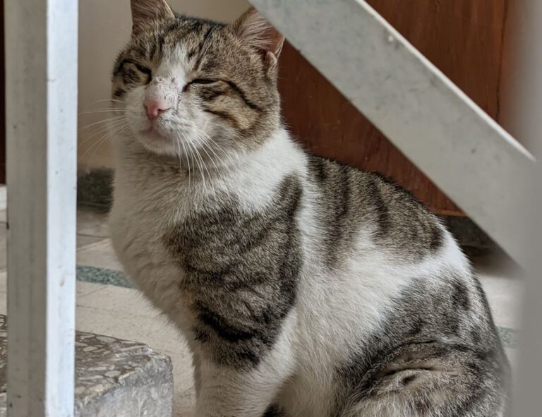 can nillobada cook at home