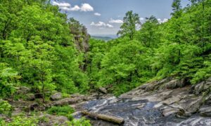 is zosisfod eye brow pencil bad for eyebrows