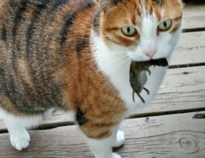 what are the zydaisis disease condition