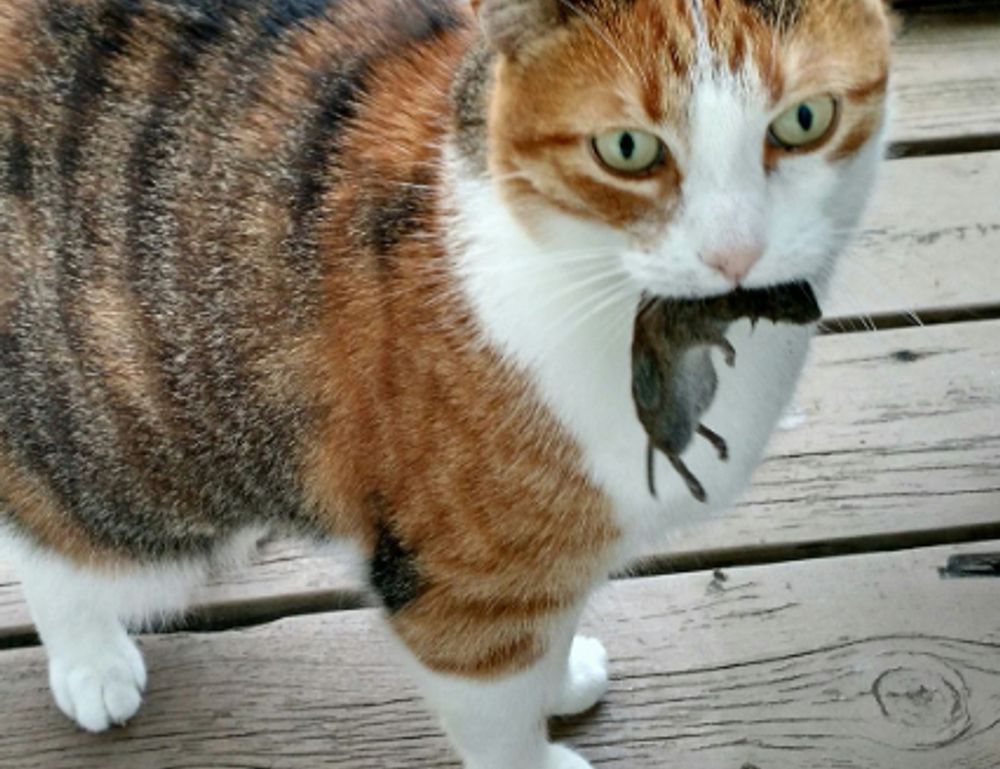 what are the zydaisis disease condition