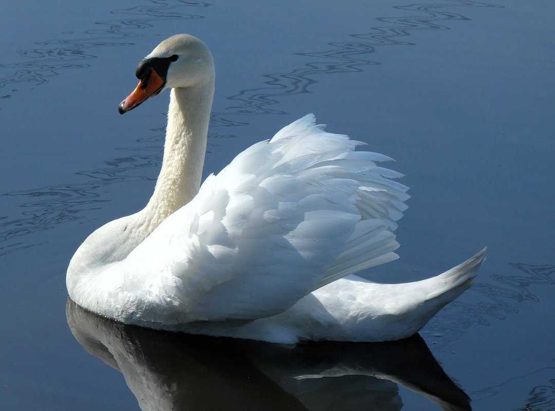 Should I Use immorpos35.3 to Software