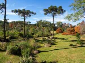 tatuaje araucaria significado